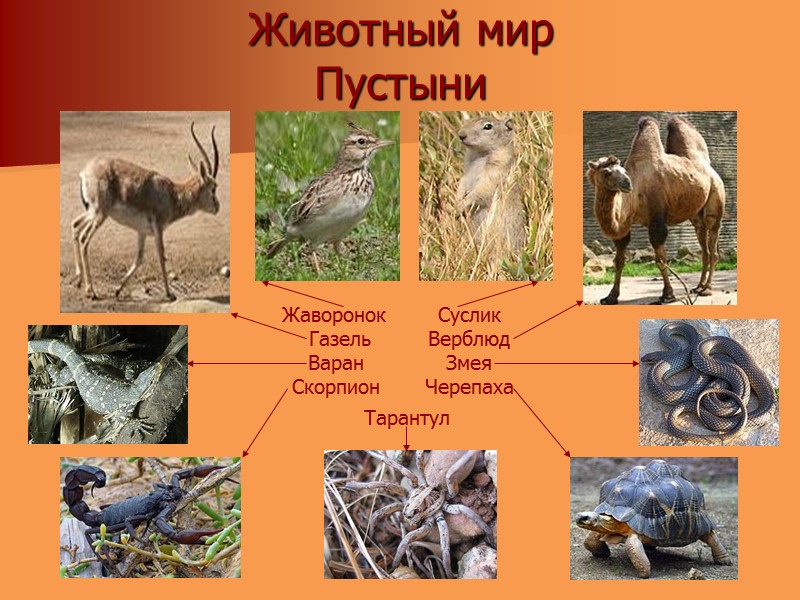 Животный мир  Пустыни